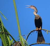 Anhinga d'Amérique