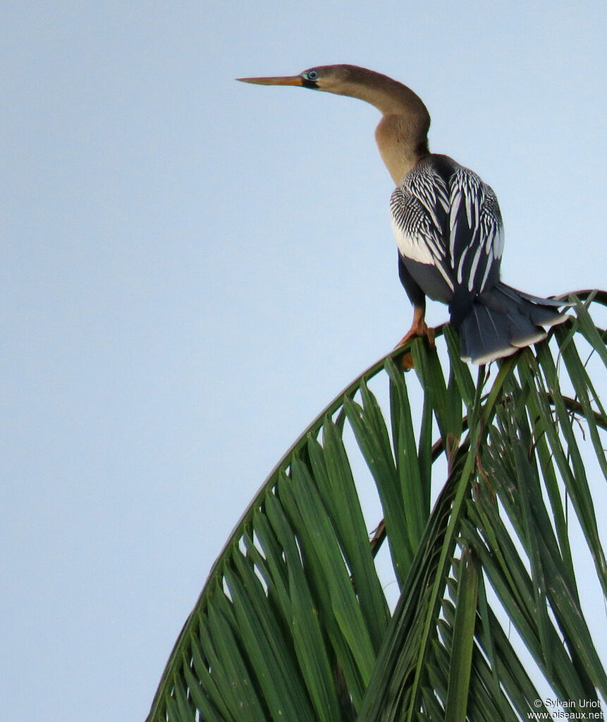 Anhinga d'Amérique femelle adulte