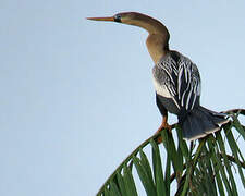 Anhinga