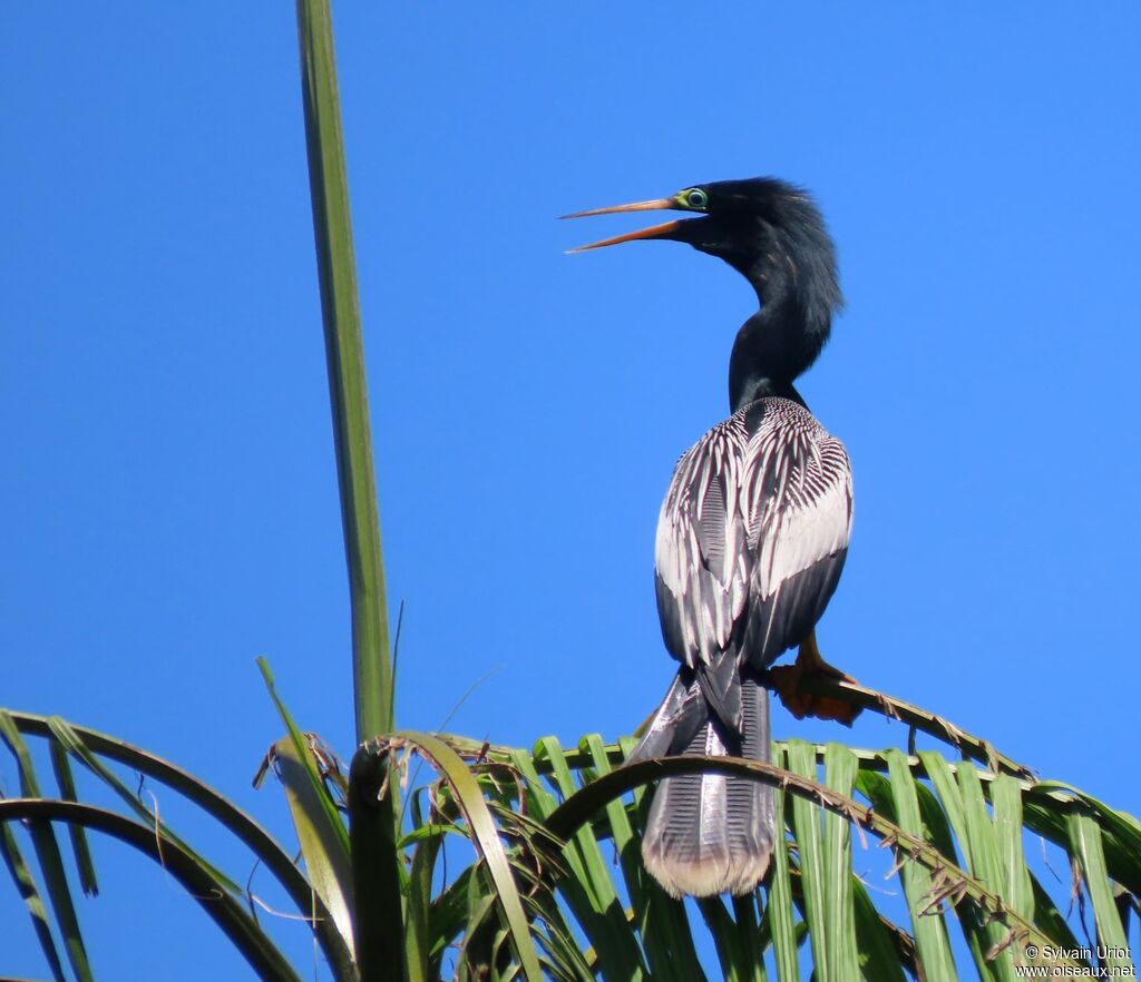 Anhinga d'Amérique mâle adulte