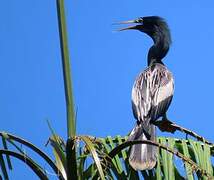 Anhinga d'Amérique