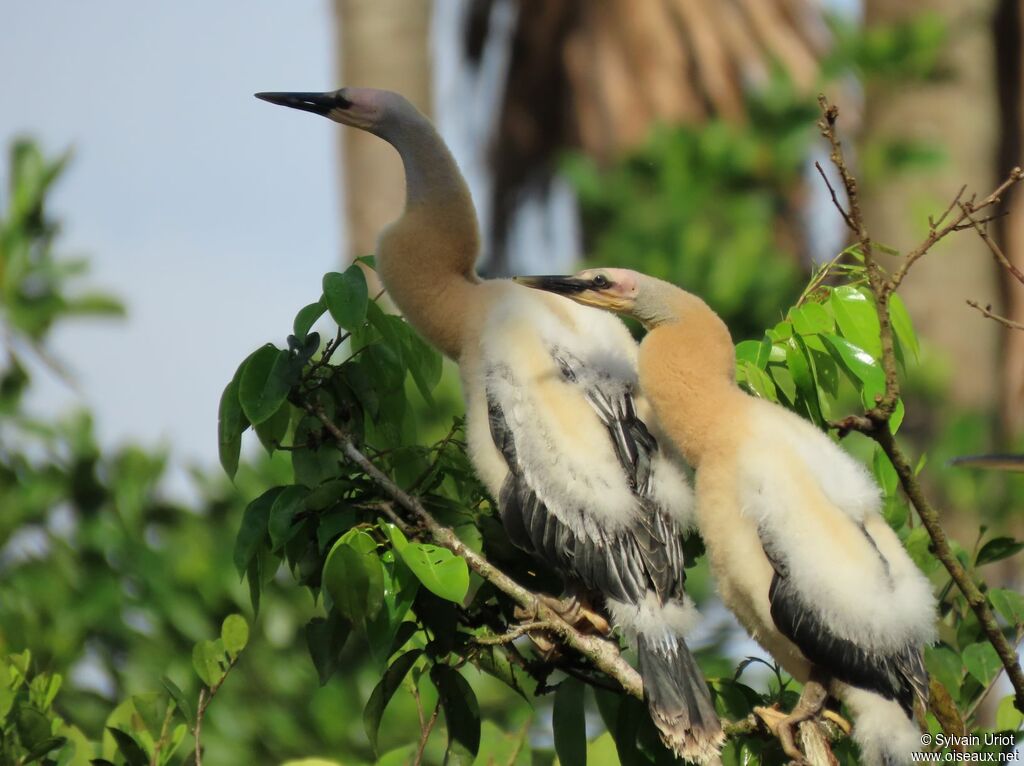 Anhinga d'AmériquePoussin