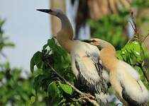 Anhinga d'Amérique