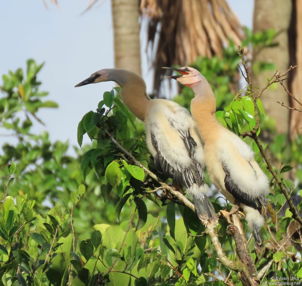 Anhinga d'AmériquePoussin