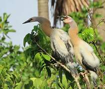 Anhinga