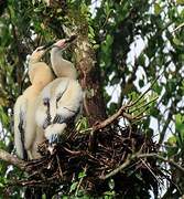 Anhinga d'Amérique