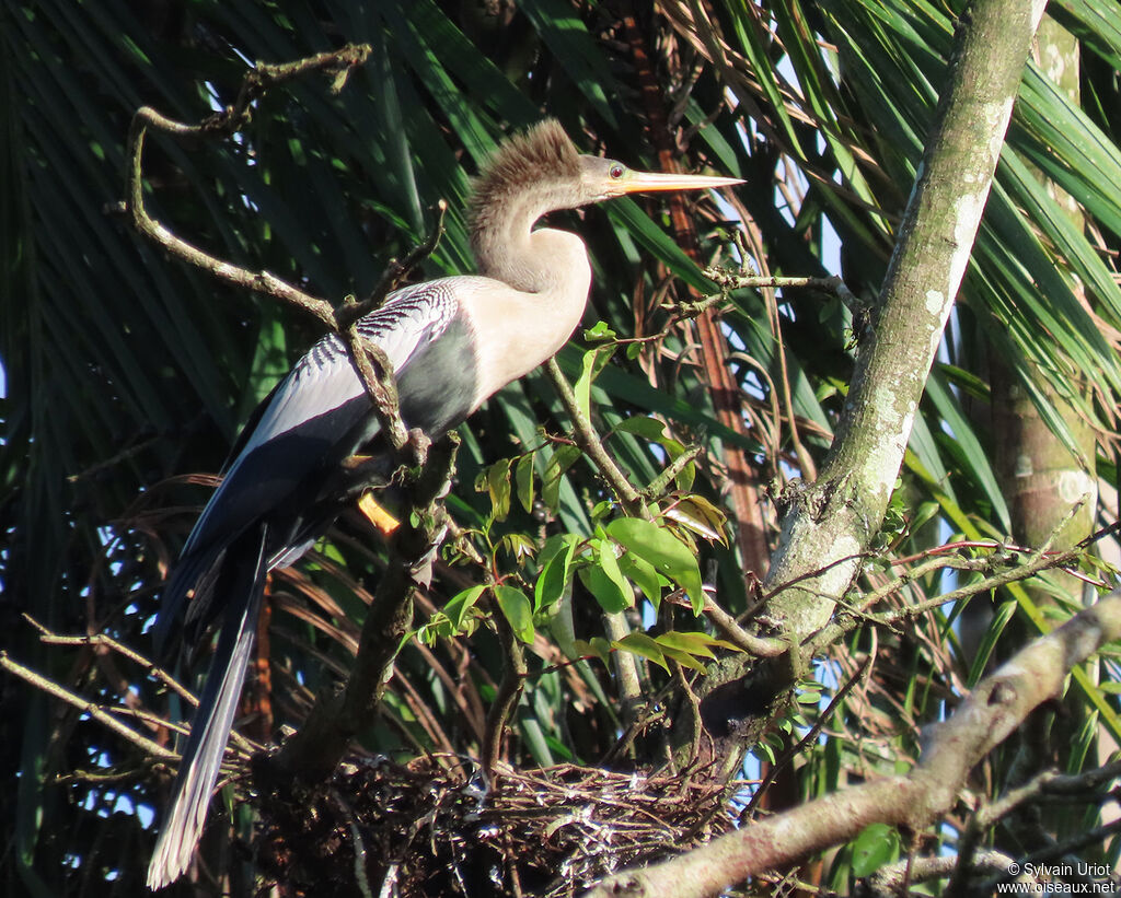 Anhinga d'Amérique femelle adulte