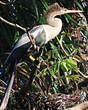 Anhinga d'Amérique