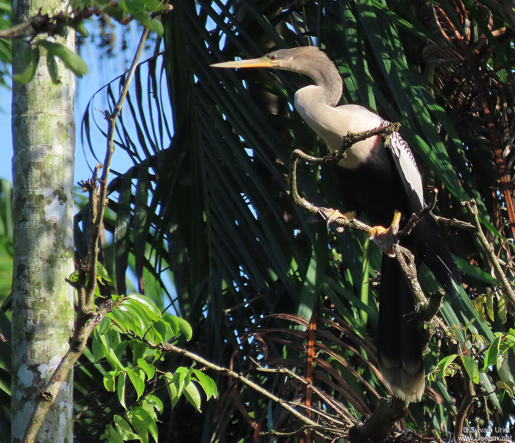 Anhinga d'Amérique femelle adulte