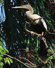 Anhinga d'Amérique