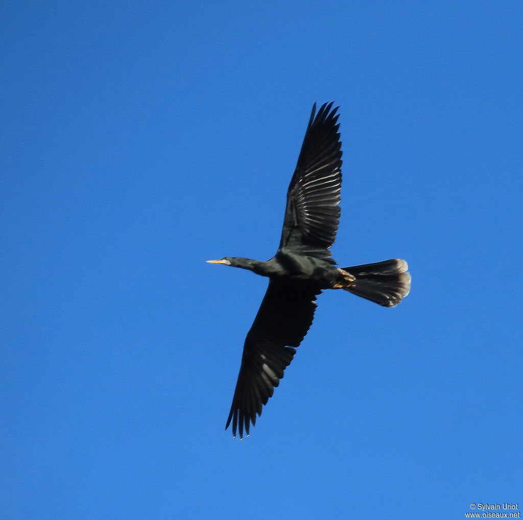 Anhinga d'Amérique mâle adulte