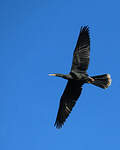 Anhinga d'Amérique