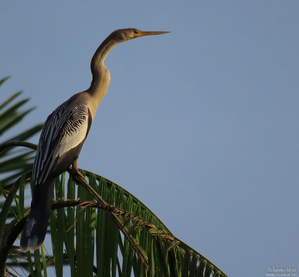 Anhinga d'Amérique femelle adulte