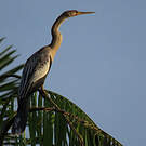 Anhinga d'Amérique