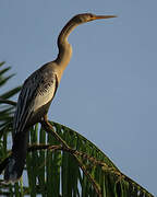 Anhinga