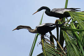 Anhinga d'Amérique