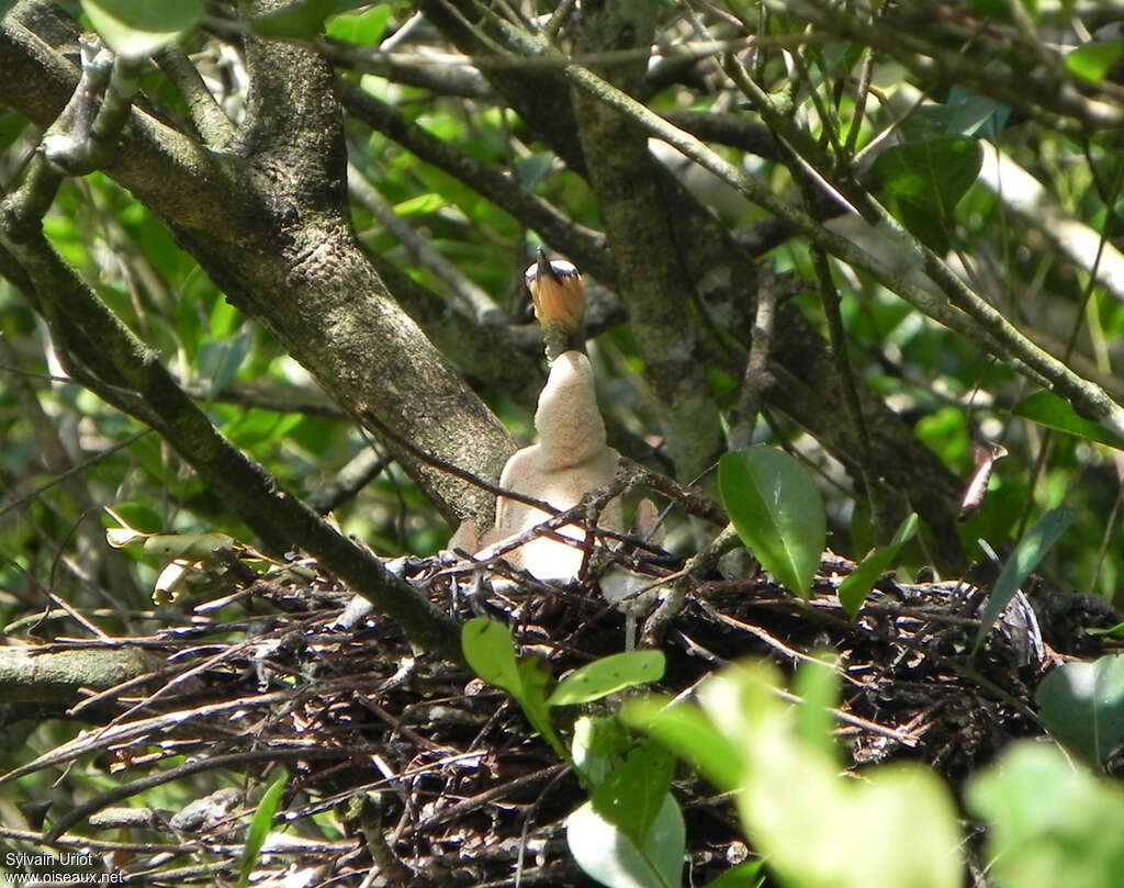 Anhinga d'AmériquePoussin, habitat, Nidification