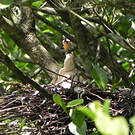 Anhinga d'Amérique
