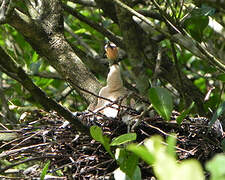 Anhinga