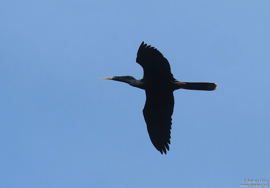 Anhinga d'Amérique mâle adulte