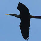 Anhinga d'Amérique