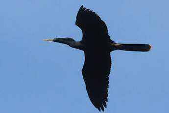 Anhinga d'Amérique