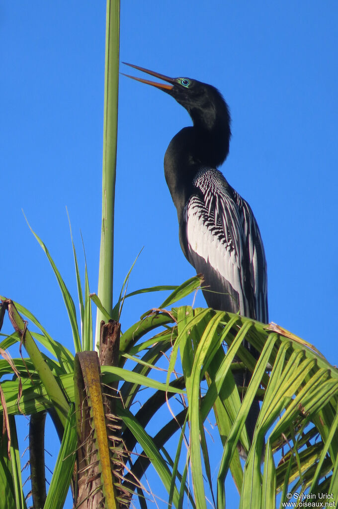 Anhinga d'Amérique mâle adulte