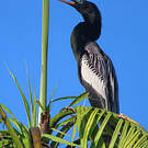 Anhinga d'Amérique