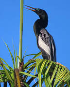 Anhinga