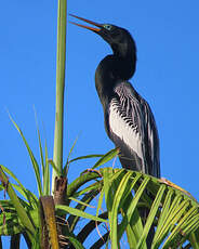 Anhinga d'Amérique