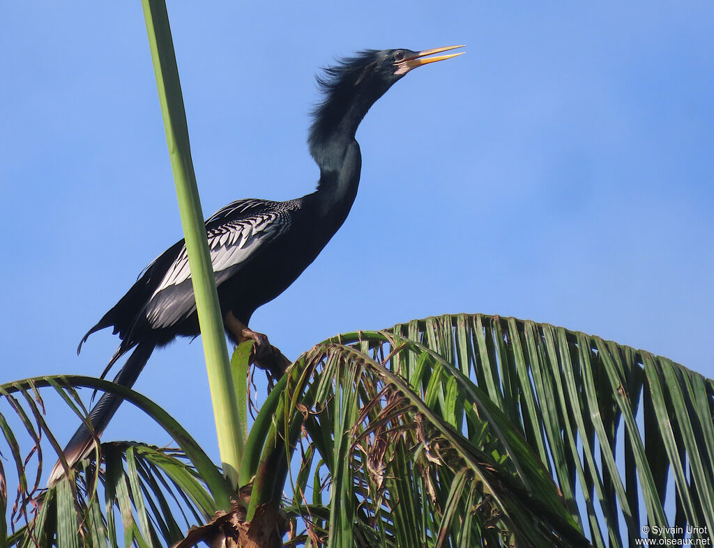 Anhinga d'Amérique mâle adulte