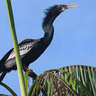 Anhinga d'Amérique