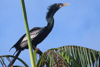 Anhinga d'Amérique