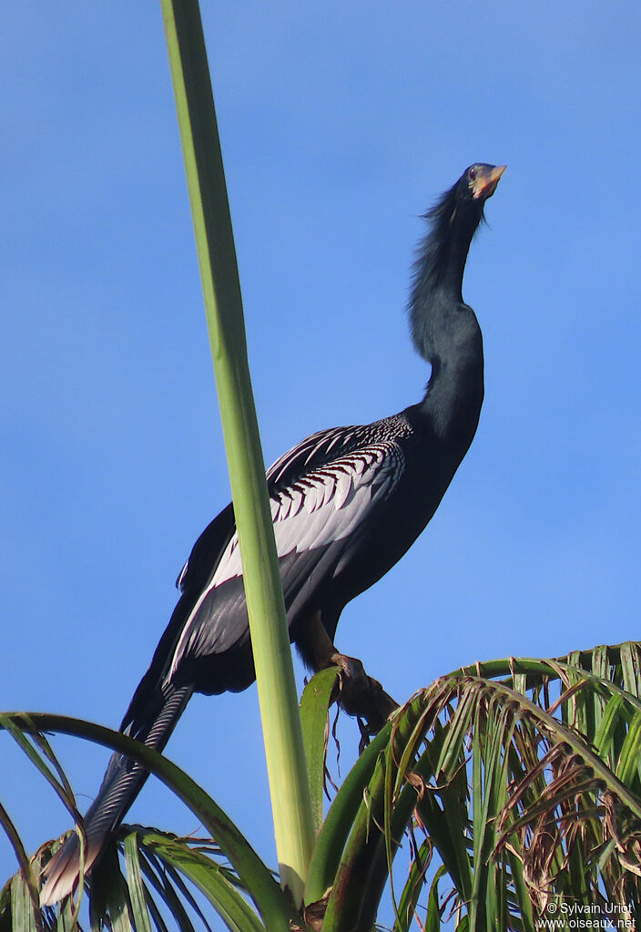 Anhinga d'Amérique mâle adulte