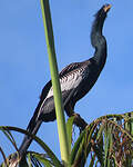 Anhinga d'Amérique