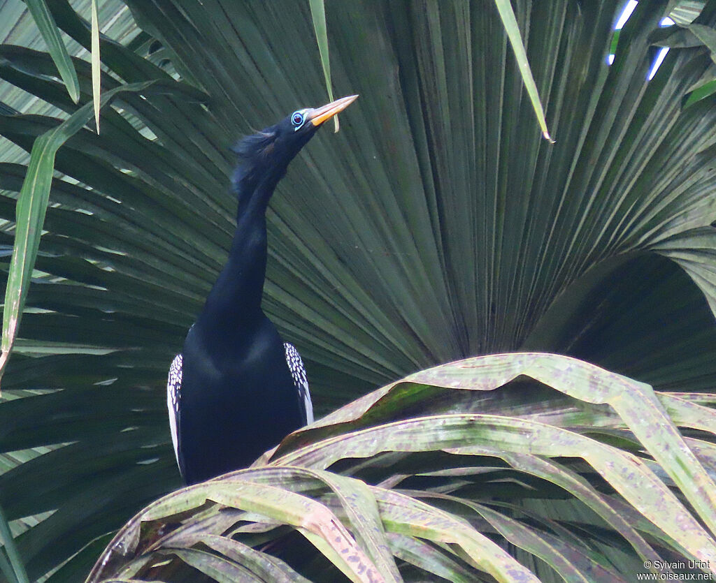 Anhinga d'Amérique mâle adulte