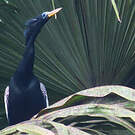 Anhinga d'Amérique