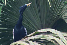 Anhinga d'Amérique