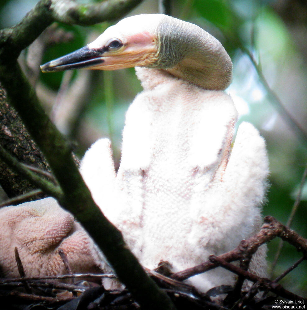 Anhinga d'AmériquePoussin