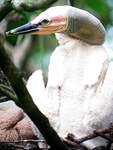 Anhinga d'Amérique