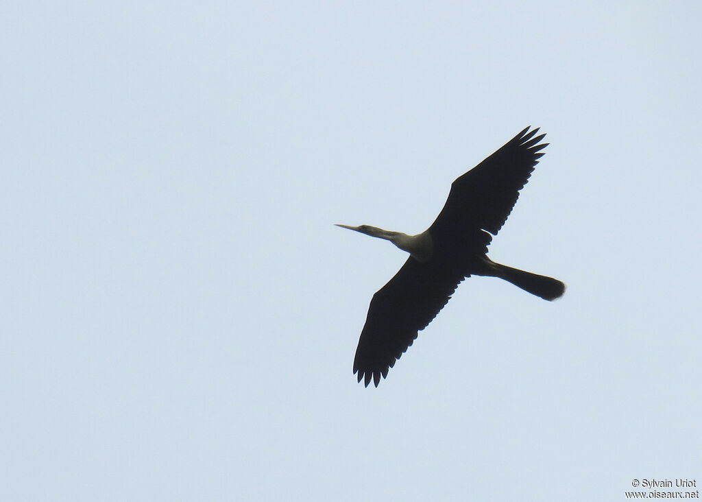 Anhinga d'Amérique femelle adulte