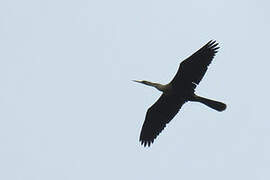 Anhinga d'Amérique