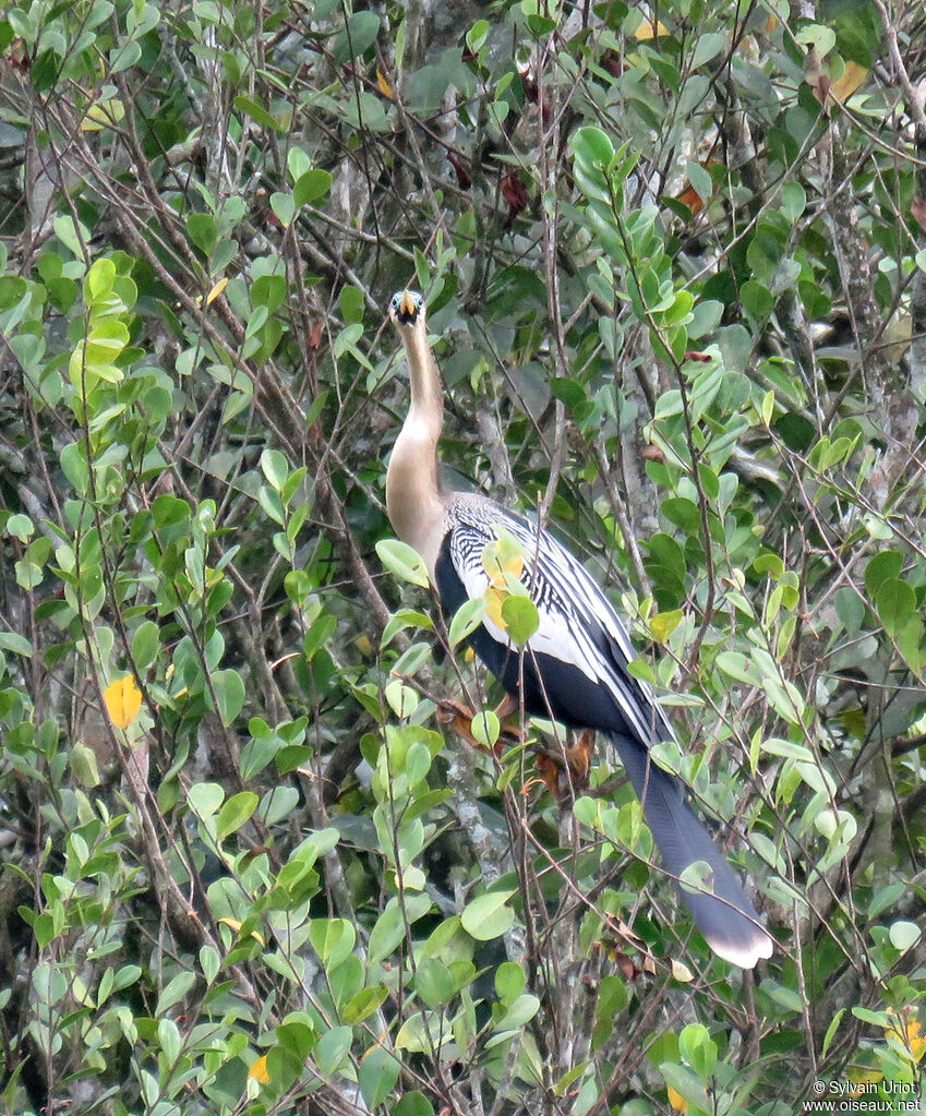 Anhinga d'Amérique femelle adulte nuptial