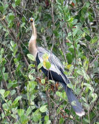 Anhinga