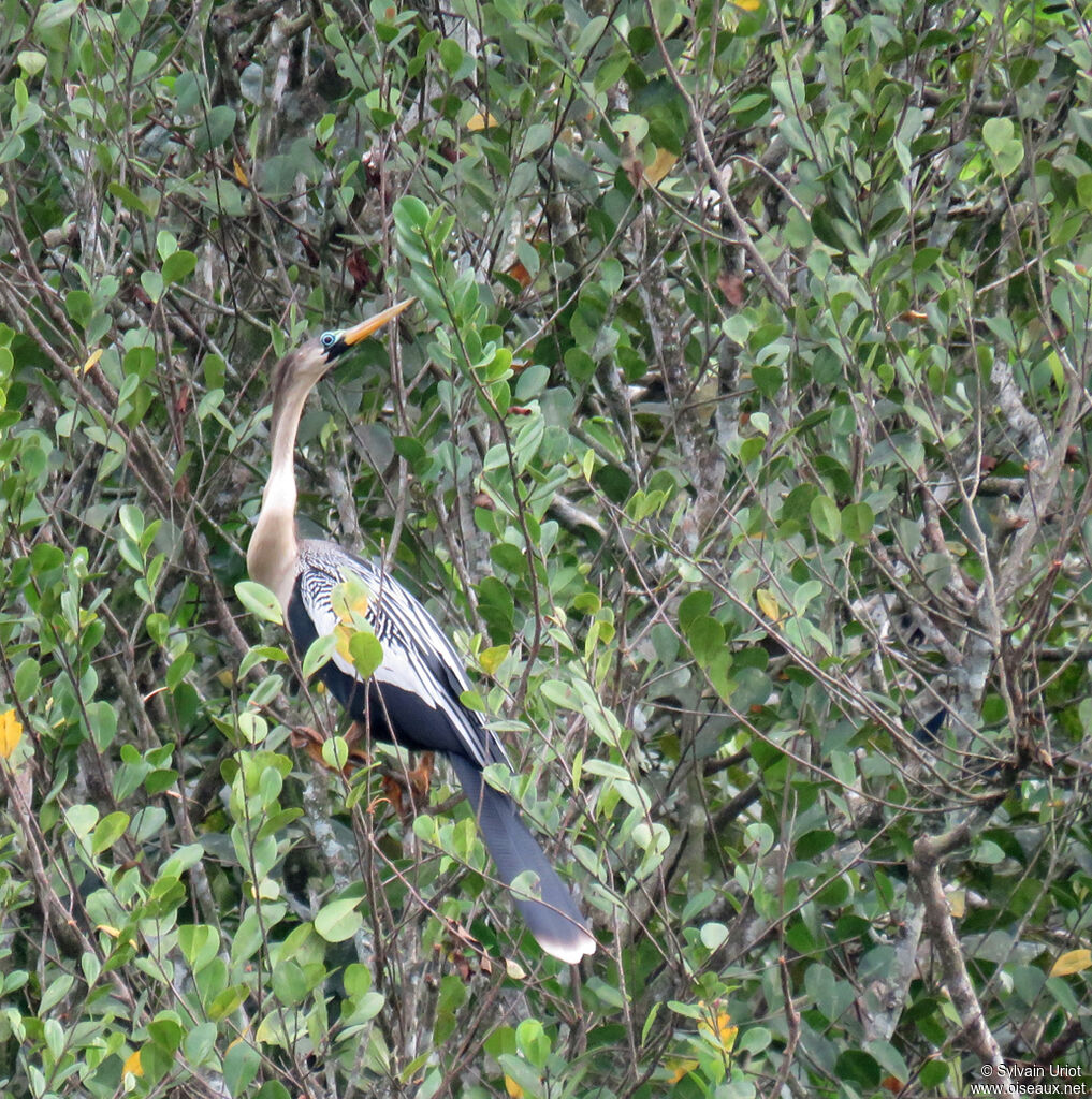 Anhinga d'Amérique femelle adulte nuptial