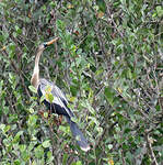 Anhinga d'Amérique