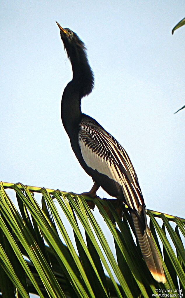 Anhingaadult