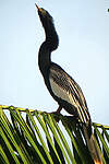 Anhinga d'Amérique