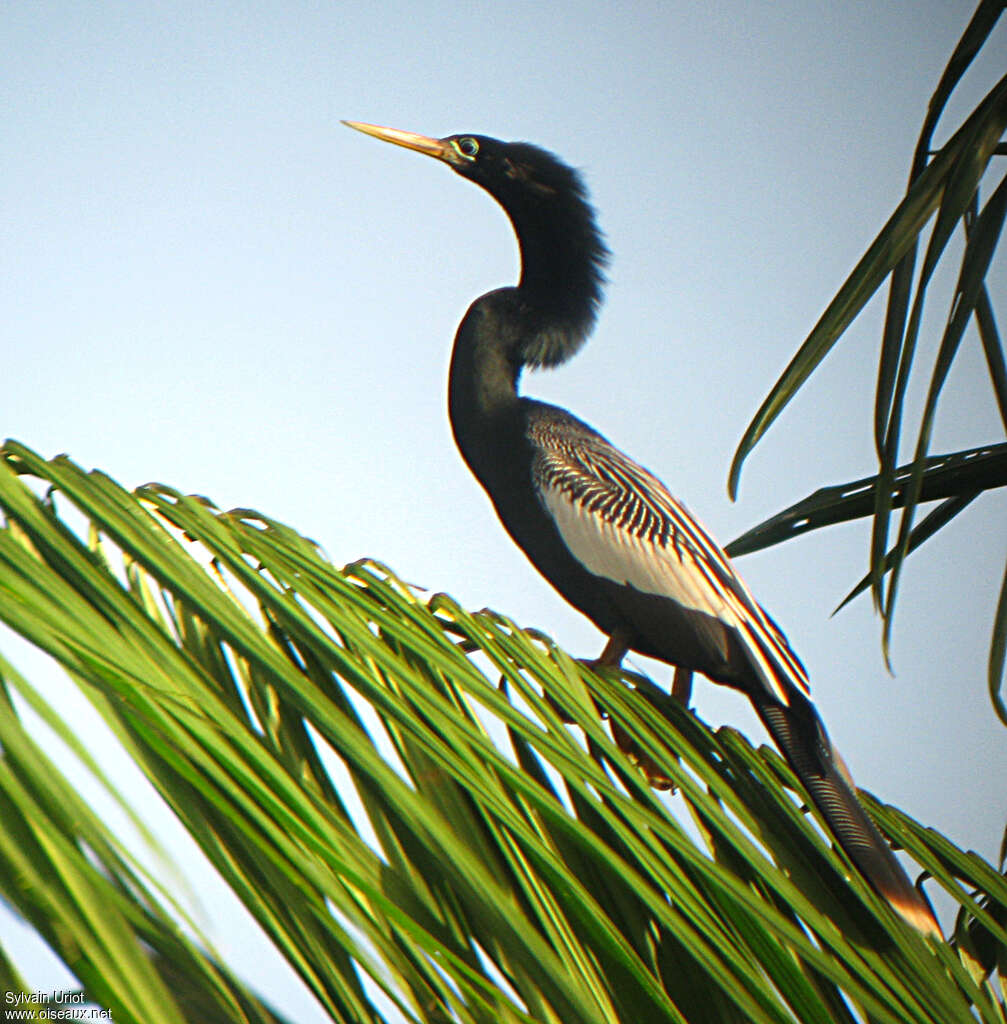 Anhinga male adult, identification