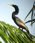 Anhinga d'Amérique